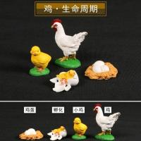 白色 昆虫成长周期仿真模型儿童早教科普迷你动物小鸡小蝌蚪成长周期论