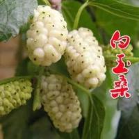 白玉果 4年苗1颗 当年结果 桑葚苗桑葚树苗南北方种植食用养蚕盆栽地栽桑果苗庭院种当年结果