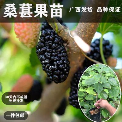 大果桑葚2年苗1棵(带原土泥球发货) 桑葚树苗桑果苗长果桑椹嫁接苗广西发货带叶带土盆栽地栽庭院绿植