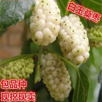 两年苗 60-90[公分高] 白玉王果桑苗 白玉皇桑葚果树苗 白色桑葚品种南北方种植当年结果