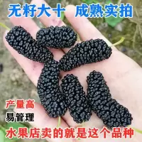 无籽大十【水果店同款】 1年苗一颗装【不包成活】 桑树苗嫁接桑葚树苗无籽大十台湾长果桑树苗桑果苗当年结果桑葚苗