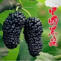 中国果桑 2年苗 桑葚树苗南方北方种植当年结果食用桑树苗黑桑水果白桑椹四季盆栽