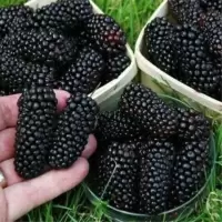 泰国黑桑 3年苗1颗装[当年试果] 桑葚苗桑葚树苗嫁接苗果桑树苗无籽十大桑果当年结果盆栽地栽阳台