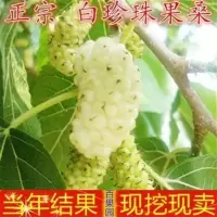 2年苗好成活《推荐》 80cm(含)-89cm(含) 大白珍珠果桑苗桑白色桑葚苗 白珍珠桑椹苗 桑果桑树苗白桑椹树苗