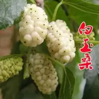 白玉桑 三年苗适合大面积种植 长果桑苗树莓苗桑葚苗地栽盆栽养蚕四季果树苗南方北方种植桑树苗
