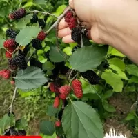 黑桑果 两年苗 桑葚苗桑葚树苗当年结果黑长果桑南北方种植盆栽地栽