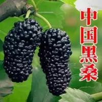 中国黑桑 二年苗一颗装[拍下留言品种] 桑葚树苗桑树苗盆栽嫁接食用黑桑大叶苗四季养蚕用苗南方北方种植