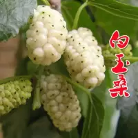 白玉桑优质5年苗 60cm（含）--89cm(不含) 当年结果桑树苗南北方嫁接桑椹苗四季超长果桑葚树苗大叶苗果树苗