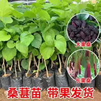 1年种子苗 桑葚苗嫁接苗大十果桑长果桑树苗可桑果苗盆栽地栽当年结果