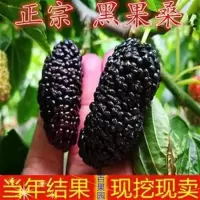2年苗好成活《推荐》 81cm(含)-110cm(含) 果树苗长果桑苗无籽大十果桑树苗桑葚苗黑养蚕庭院果树南北方种植