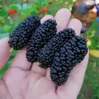 台湾黑桑树 当年试种苗(一颗装) 桑树苗嫁接苗果桑树苗无籽十大桑果苗长果桑树苗当年结果