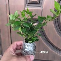 香水藤试种小苗3颗 法国香水茉莉耐寒花苗盆栽四季常青开花植物黄花浓香花卉爬藤耐寒
