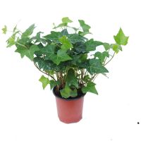 常春藤小苗盆栽 常春藤盆栽室内垂吊兰金边长春藤好养植物吸甲醛爬藤挂常青藤绿植