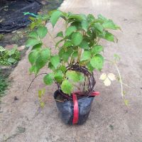 爬山虎育苗袋 三叶爬山虎盆栽爬墙虎苗藤本攀援植物围墙工程绿化室外绿植遮荫