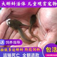 大蝌蚪2只 蝌蚪活体牛蛙青蛙超大蝌蚪苗5-10厘米送饲料包活水族儿童观赏宠物