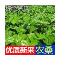 普通蚕桑一斤 大叶桑树种子 养蚕桑树种子 蚕桑种子 农桑果桑强桑 杂交桑树种子