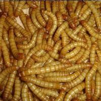 100条面包虫试吃装 活体面包虫黄粉虫大麦虫金龙鱼乌龟鹦鹉仓鼠刺猬鸟食宠物饲料