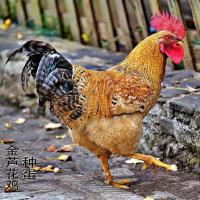 种蛋 1枚 金芦花鸡种蛋受精蛋可孵化高产芦花鸡种蛋快大土鸡柴鸡走地鸡种蛋