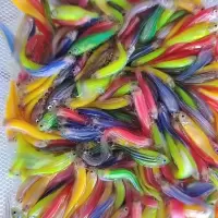 1.5-2厘米随机10只 糖果斑马鱼50只 观赏鱼热带鱼小型鱼水族活体非常好养耐活观赏鱼