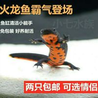 火龙5-8厘米2只 观赏鱼东方蝾螈小火龙鱼清洁鱼冷水鱼六角恐龙鱼淡水活体鱼宠物鱼