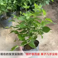 桑葚[不带果]带原土无盆 桑葚苗四季盆栽室内桌面桑树苗带果庭院阳台种植果树当年结果