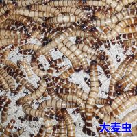 大麦虫100条 大麦虫黄粉虫面包虫爬行宠物金龙鱼龟鸟类仓鼠守宫高营养活体饲料