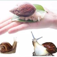 特价两只巨型白色种蜗牛苗子 蜗牛活体宠物非洲蜗牛巨型大蜗牛宠物观赏学生科学实验教学大蜗牛