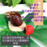 蜗牛套餐1 非洲白玉蜗牛活体便宜卖土豆价学生党福利把可爱的蜗牛宠物带回家