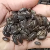 鼠妇西瓜虫20只 西瓜虫宠物活体现捉鼠妇虫活体 西瓜虫 潮虫 学生生物实验20只
