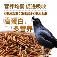 八哥鸟活鸟活物饲料面包虫干饲料鸟食虫干专用食粮鹩哥画眉鸟食粮