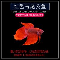 随机马尾公鱼1条(特价) 观赏鱼泰国斗鱼热带鱼糖果半月狮王马尾耐养淡水鱼苗大耳将军宠物