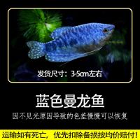 蓝曼龙4条[3-5cm] 虎皮鱼活体鱼热带鱼淡水鱼四间鱼小型鱼宠物鱼耐活群游观赏鱼好养