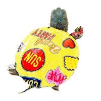 1只3-4cm彩龟+龟粮 玩具彩色小乌龟活体巴西彩龟活物彩色乌龟宠物龟七彩小乌龟粮