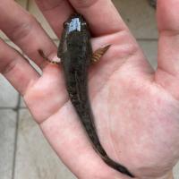 10cm左右随机一条 观赏鱼活体雷龙冷水鱼野生南醴耐养淡水鱼彩虹雷龙鱼带氧送鱼食