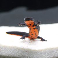 小火龙2条(5-8cm) 六角恐龙鱼淡水冷水清道夫金鱼锦鲤观赏鱼蝾螈霸王鱼龙鱼活体好养