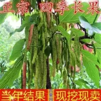 2年苗好成活《推荐》 81cm(含)-110cm(含) 海宁果桑苗桑葚苗无籽大十桑树台湾四季长果桑果树嫁接黑桑椹果苗