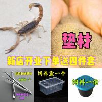 入门蝎2-3cm送四件用品 亚洲巨型雨林蝎超大个体宠物蝎假帝王蝎幼苗成体孕大号大尺寸包活