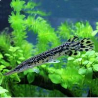 10-11厘米 一条 福鳄雀鳝观赏鱼淡水大型凶猛肉食巨型尖嘴幽灵火箭鱼鳄雀鳝鱼冷水