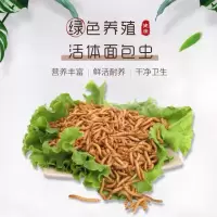 福利100只无赠品 面包虫活虫黄粉虫鹦鹉蜘蛛蝎子龙鱼乌龟守宫角蛙画眉鸟食鲜活饲料
