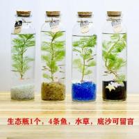 圆柱小鱼简版(底沙可选简版) 活体斗鱼生态瓶免换水耐养迷你生态瓶观赏鱼金丝鱼活体小型淡冷水