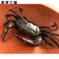 紫罗兰2至3厘米 螃蟹宠物 淡水南海溪蟹蓝尖肢河蟹淡水蟹溪蟹勾手蟹活体迷你蟹观