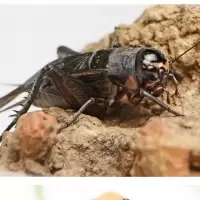 蟋蟀葫芦2只练手 野生油葫芦蛐蛐活体蝈蝈蟋蟀活体农民自抓老人听叫观赏鸣虫歌唱