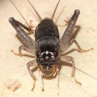 单只听叫 蛐蛐活物冬版活体蟋蟀斗蟋 友谊赛斗蛐蛐的王者朱氏份房