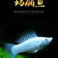 白玛丽超大号1条 胎生鱼 观赏鱼活体小型黑玛丽金牡丹月光鱼热带米奇鱼 宠物皮球鱼