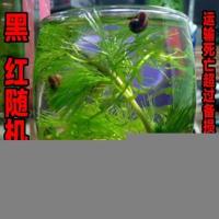 小苹果螺10送5备损 除藻螺观赏螺活体蜗牛宠物吃便鱼缸清洁螺神秘螺苹果螺淡水冷水螺