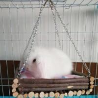 苹果枝中号方吊床 兔子龙猫荷兰猪用苹果枝吊床秋千梯子窝垫小宠用品玩具 宠物仓鼠