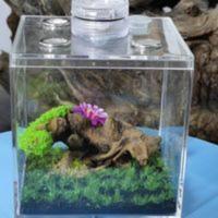 鸣虫生态盒可养蝈蝈油葫芦蛐蛐扎嘴角蛙斗鱼 鸣虫生态盒可养蝈蝈油葫芦蛐蛐扎嘴角蛙斗鱼
