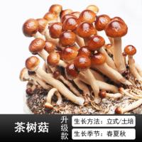 大包(茶树菇2包装) 不含盆 蘑菇种植盒菌包家庭种植室内高产平菇阳台多肉盆栽花卉植物包出菇