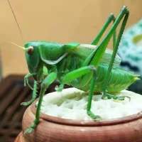 绿蝈蝈1个 蝈蝈活体绿蝈蝈天津蓟县野生翠绿蝈蝈包活伤亡退全款