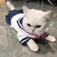 经典款 S:胸围29cm(建议1-3斤) 夏季薄款猫咪JK制服布偶猫可爱裙子小奶猫连衣裙宠物百褶裙